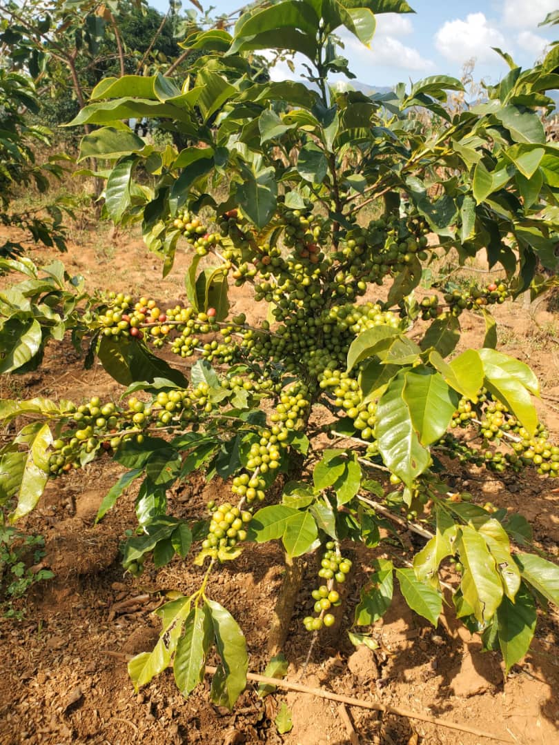 Coffee farming and processing