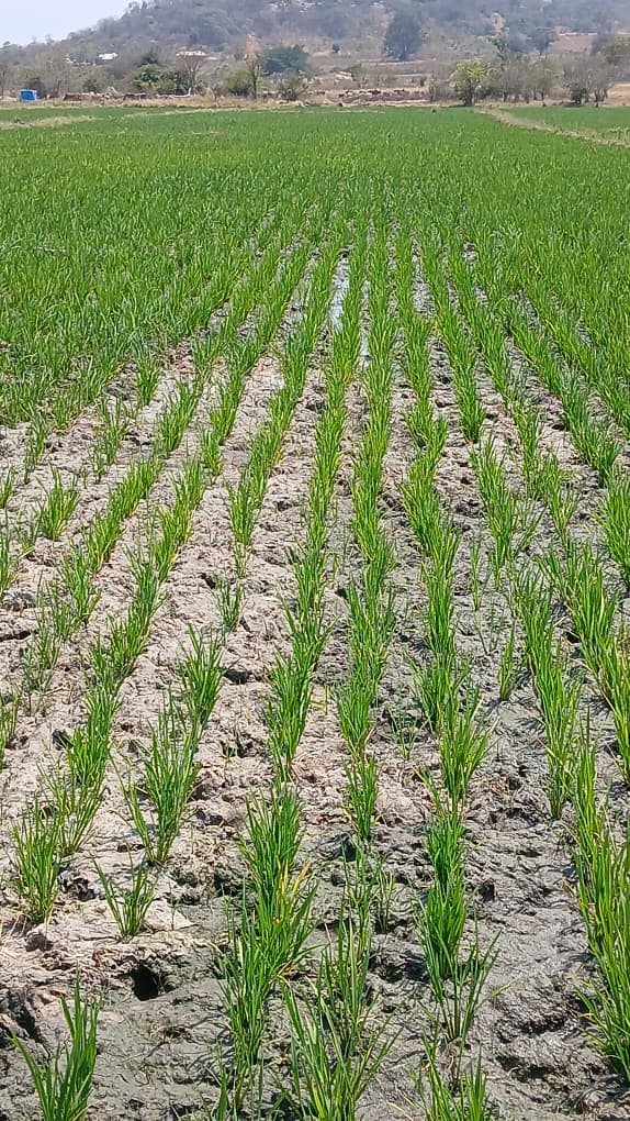 Rice farming operations