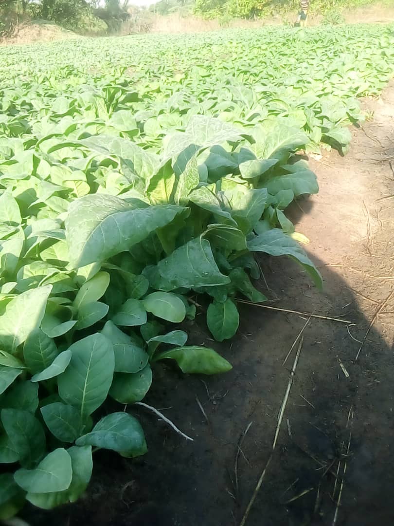 Fresh vegetable production